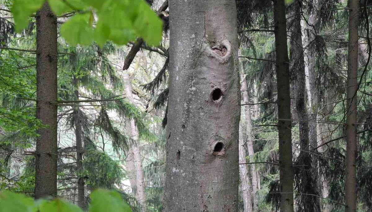 © DAV Gangkofen