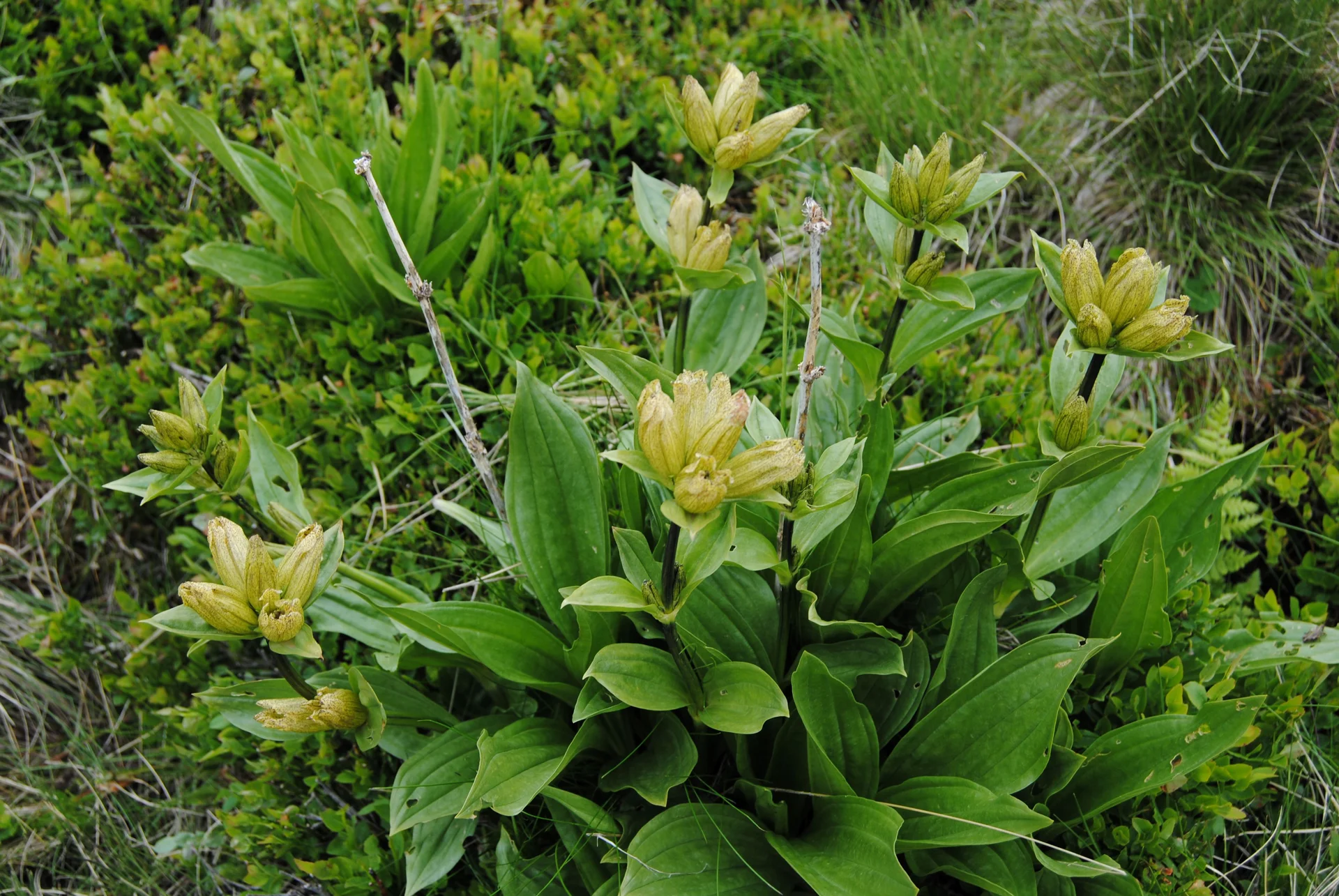 © (DAV Gangkofen) Viel Punktierter Enzian auf dem Weg zur Rossalm