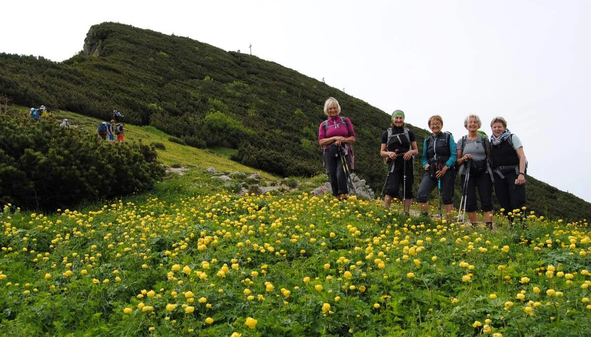 © (DAV Gangkofen) Trollblumen auf dem Weg zum Geigelstein  