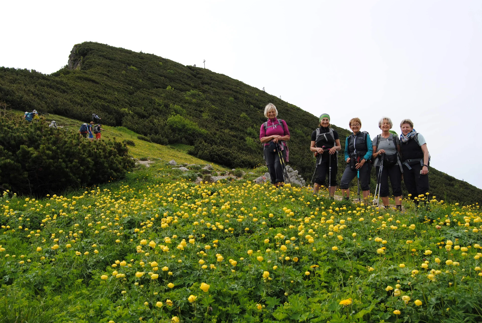 © (DAV Gangkofen) Trollblumen auf dem Weg zum Geigelstein  