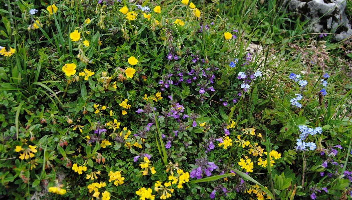 © (DAV Gangkofen) Blumenpracht auf Magerrasenstandort