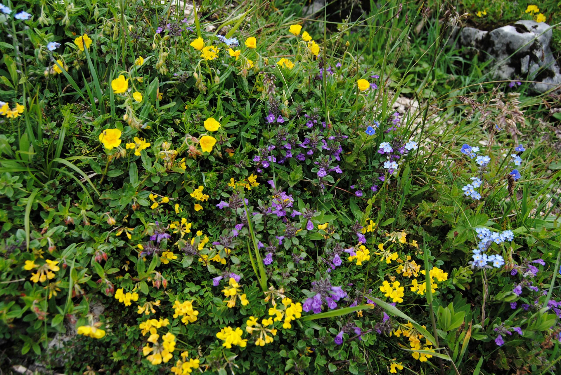 © (DAV Gangkofen) Blumenpracht auf Magerrasenstandort