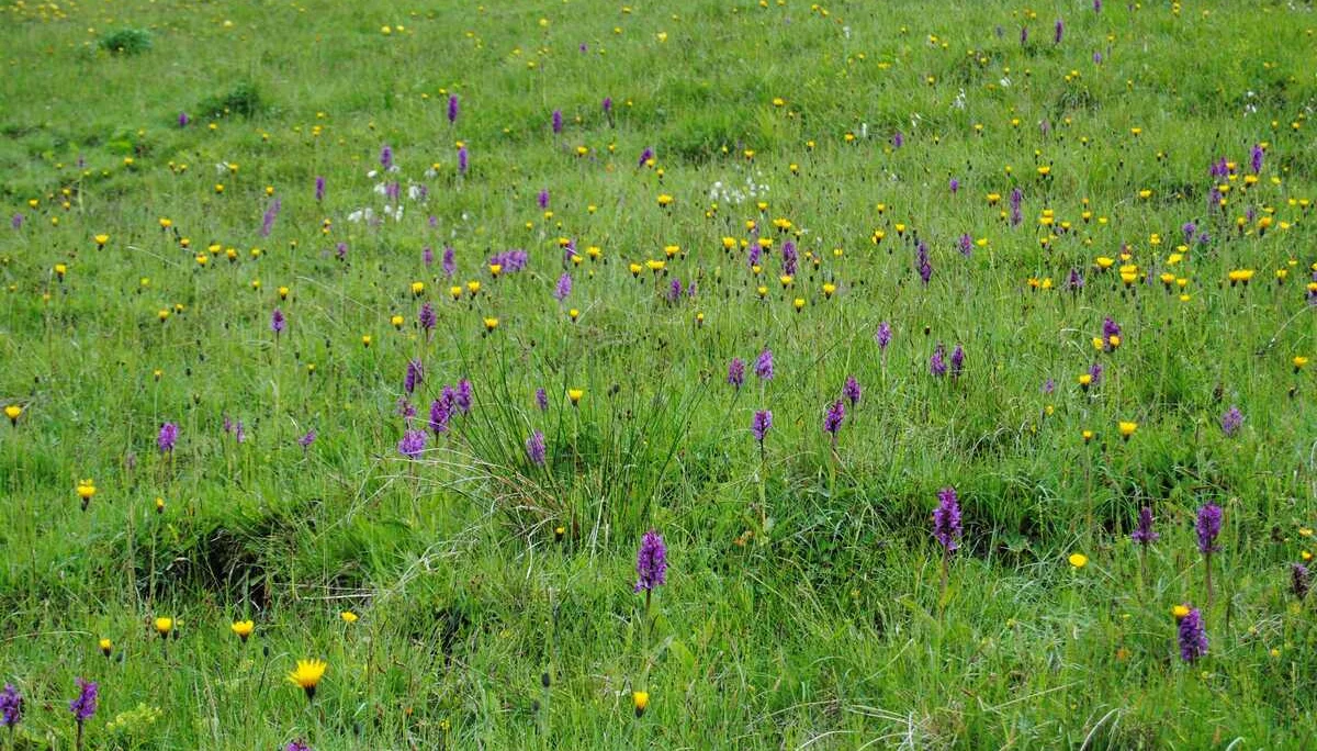 © (DAV Gangkofen) Blumenpracht auf nassem Standort