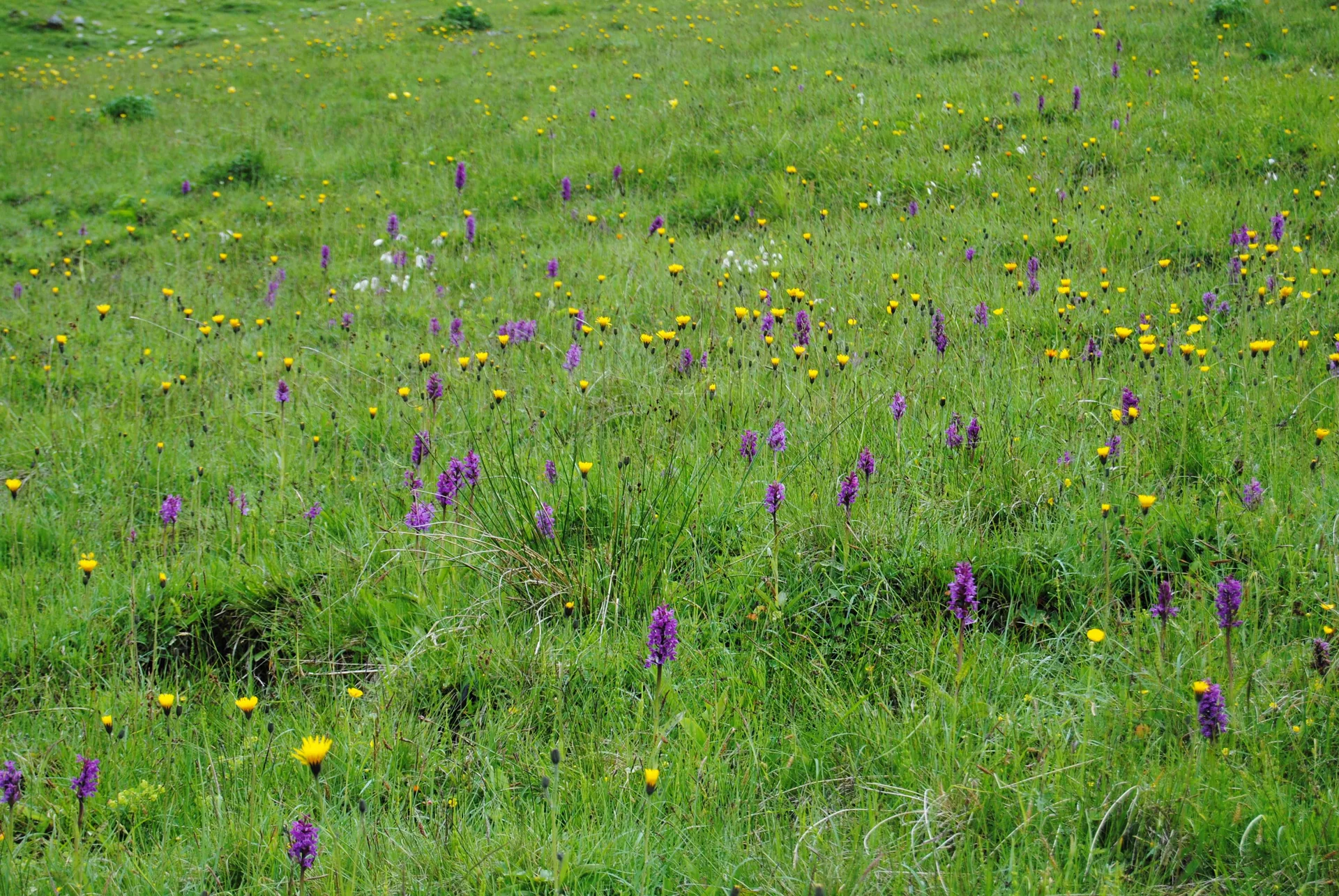 © (DAV Gangkofen) Blumenpracht auf nassem Standort