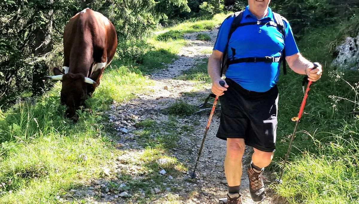 © (DAV Gangkofen) Die Kühe waren auf dem Almengelände oftmals unsere Begleiter