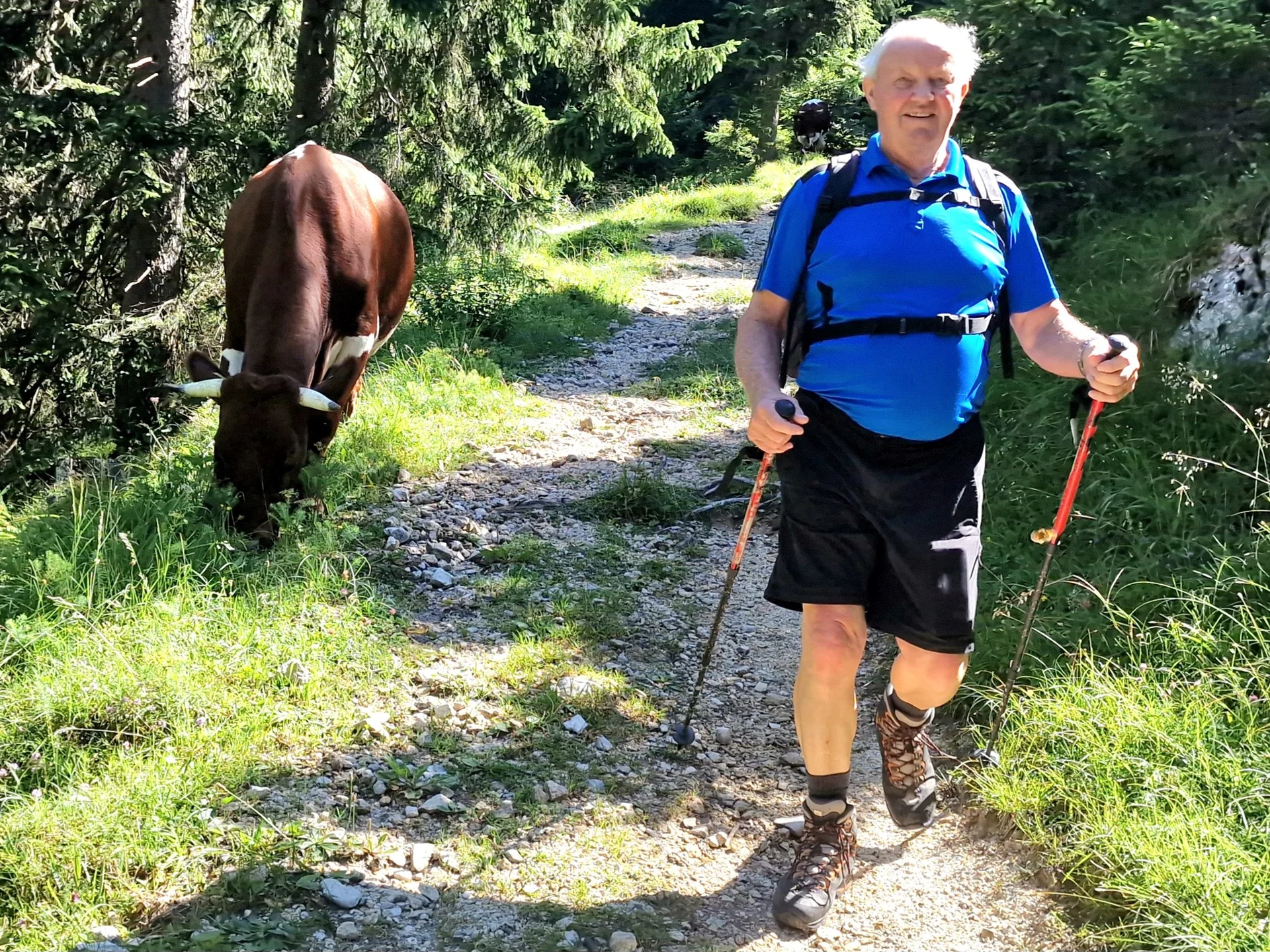 © (DAV Gangkofen) Die Kühe waren auf dem Almengelände oftmals unsere Begleiter