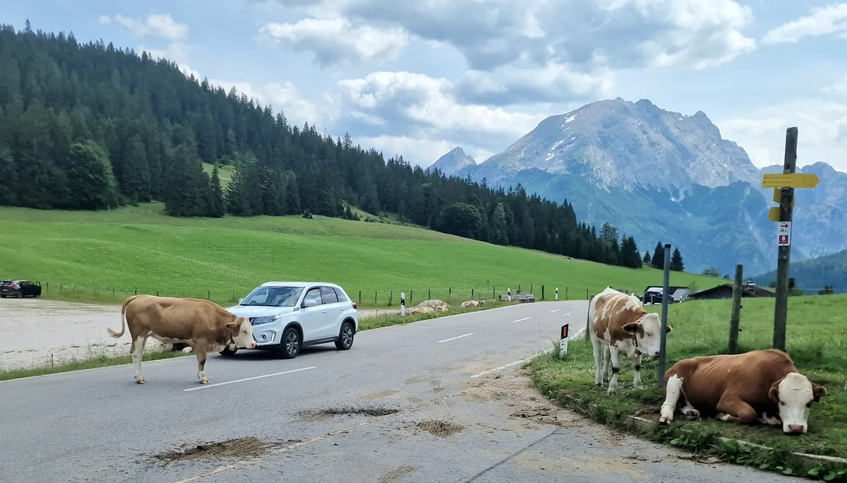 © (DAV Gangkofen) Den Jungrindern war vermutlich langweilig. So haben sie als Zeitvertreib eine Zeitlang den Straßenverkehr eigenhändig geregelt.