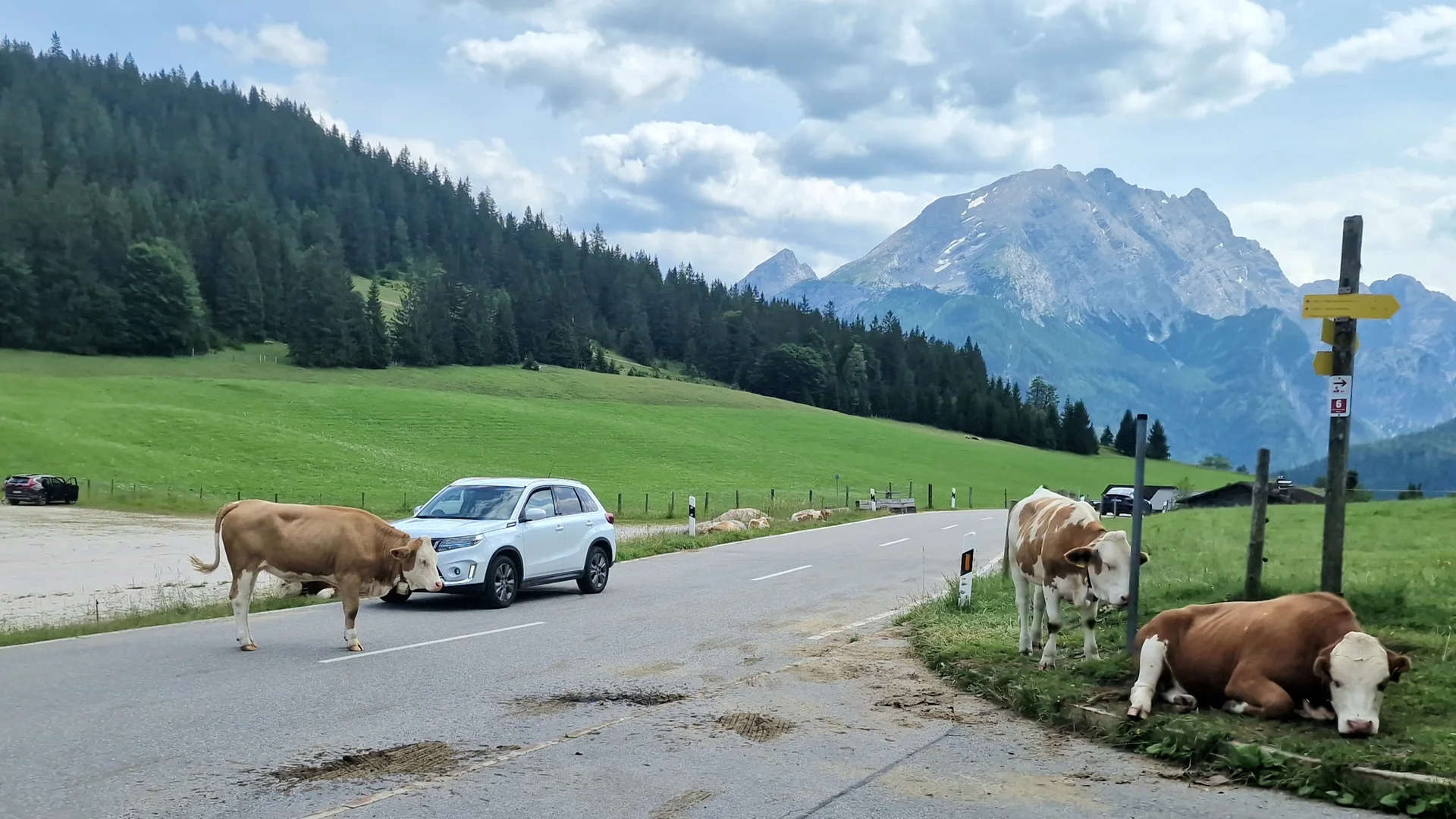 © (DAV Gangkofen) Den Jungrindern war vermutlich langweilig. So haben sie als Zeitvertreib eine Zeitlang den Straßenverkehr eigenhändig geregelt.