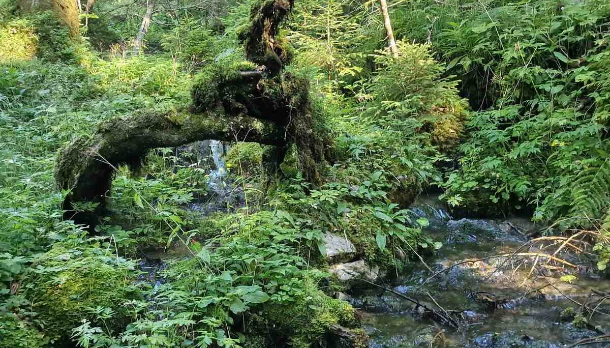 © (DAV Gangkofen) Idylle im Wald