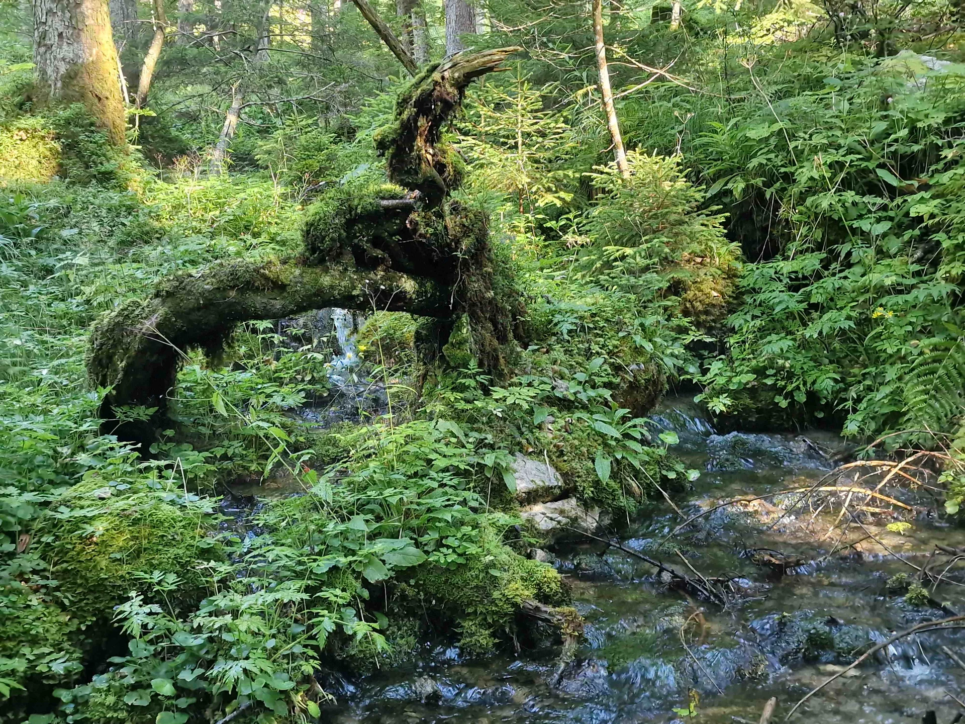 © (DAV Gangkofen) Idylle im Wald