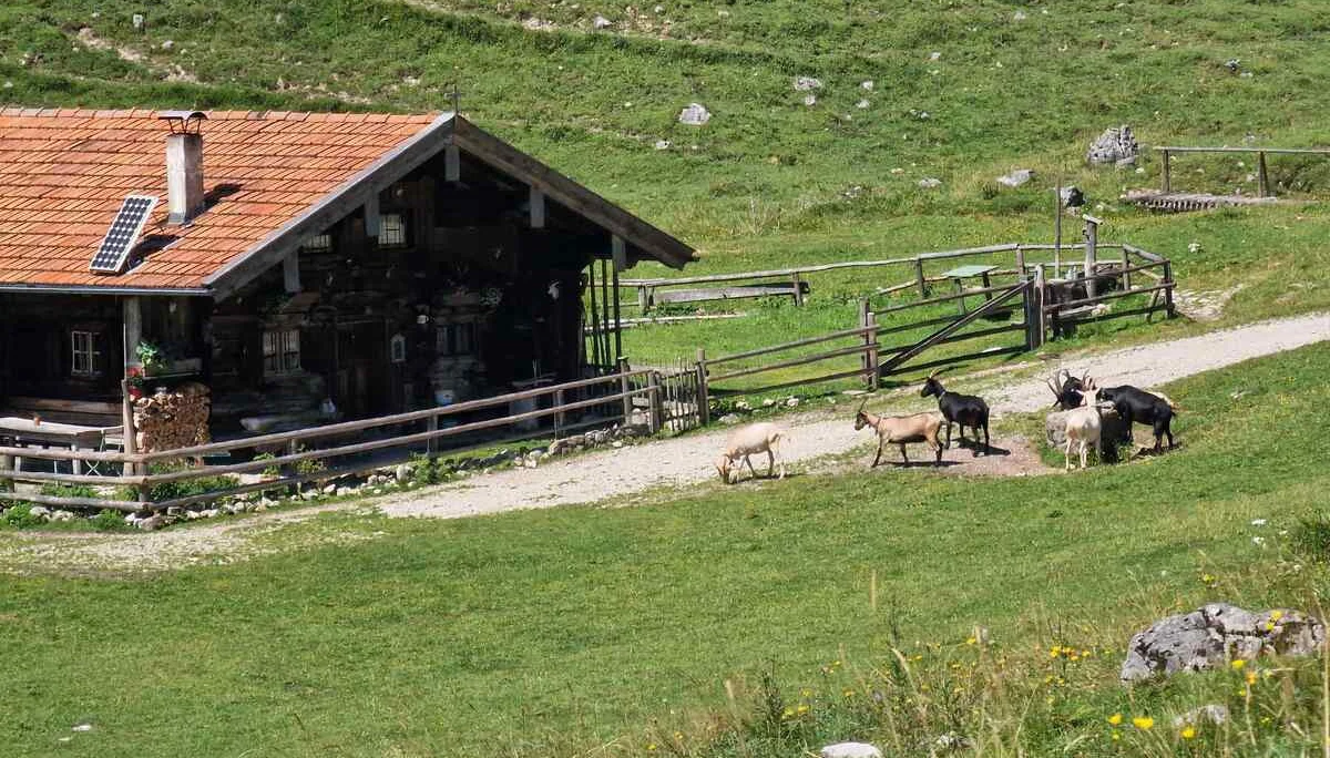 © (DAV Gangkofen) Pause mit Blick auf eine der Arzmoosalmen
