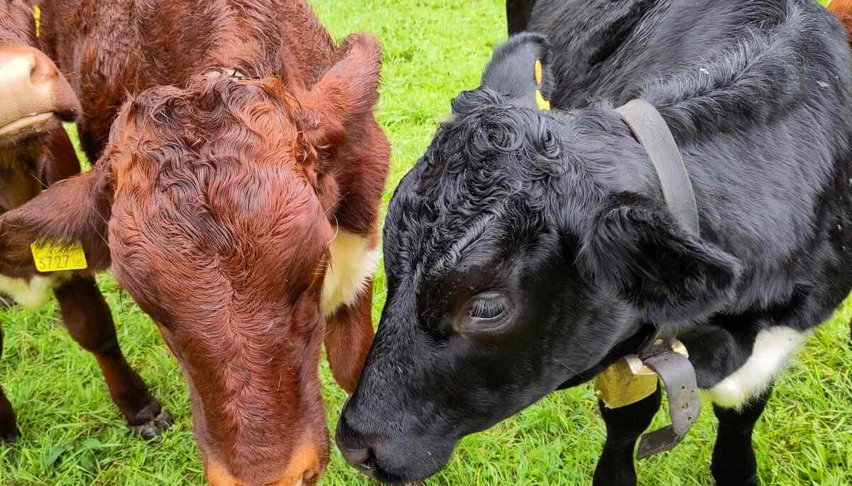 © (Anastasia Landendinger) Freunde