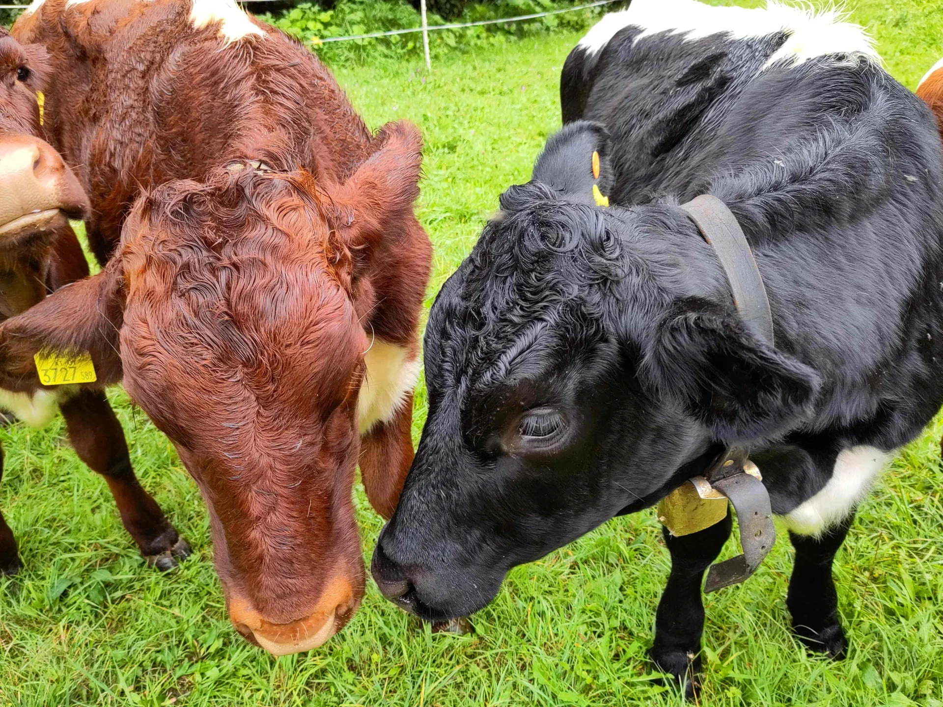 © (Anastasia Landendinger) Freunde