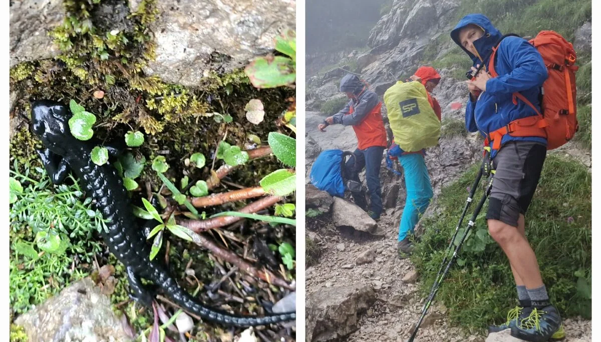 © Irgendwie fühlten sich die Salamander beim Regen wohler als wir.