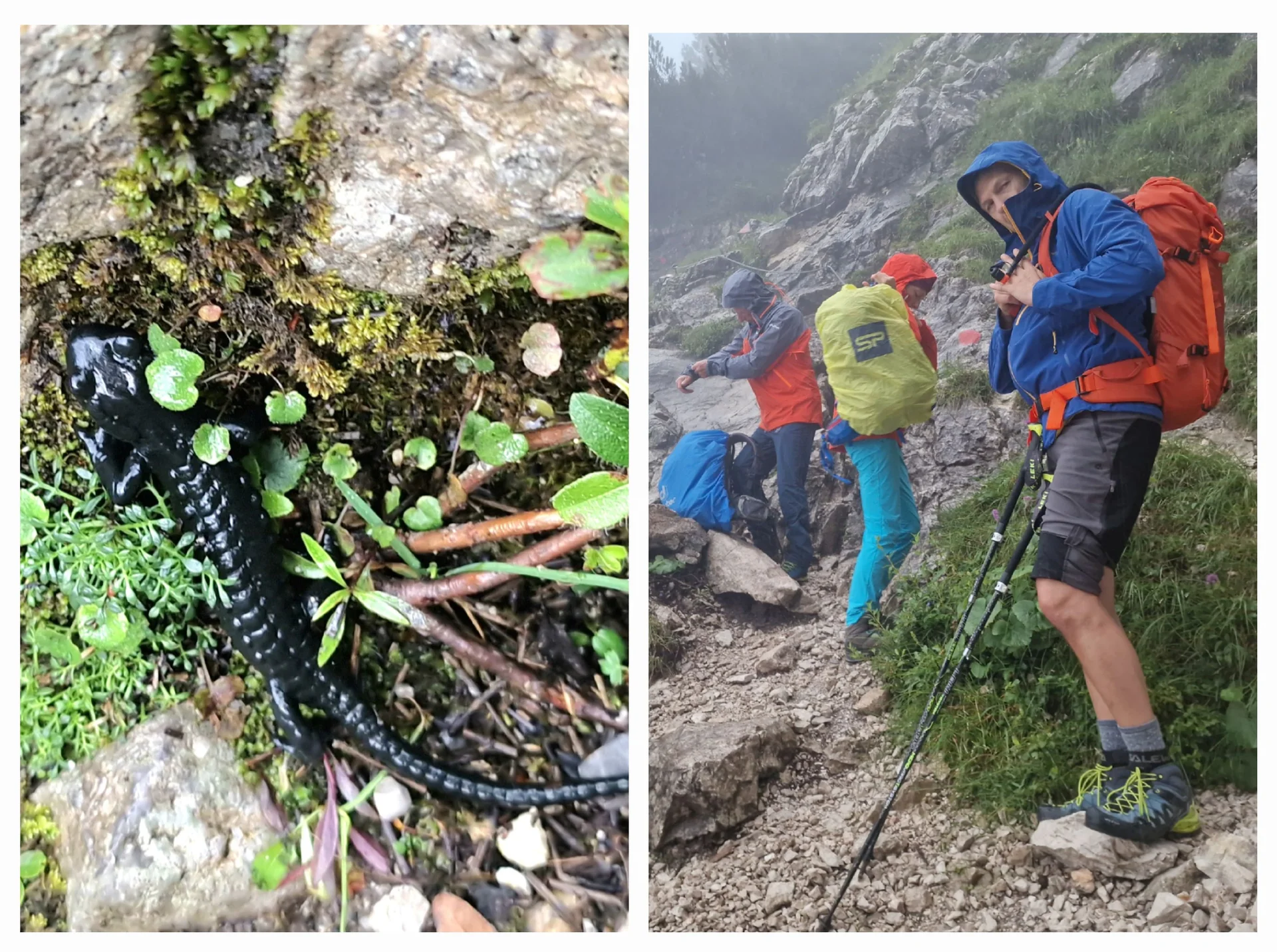 © Irgendwie fühlten sich die Salamander beim Regen wohler als wir.