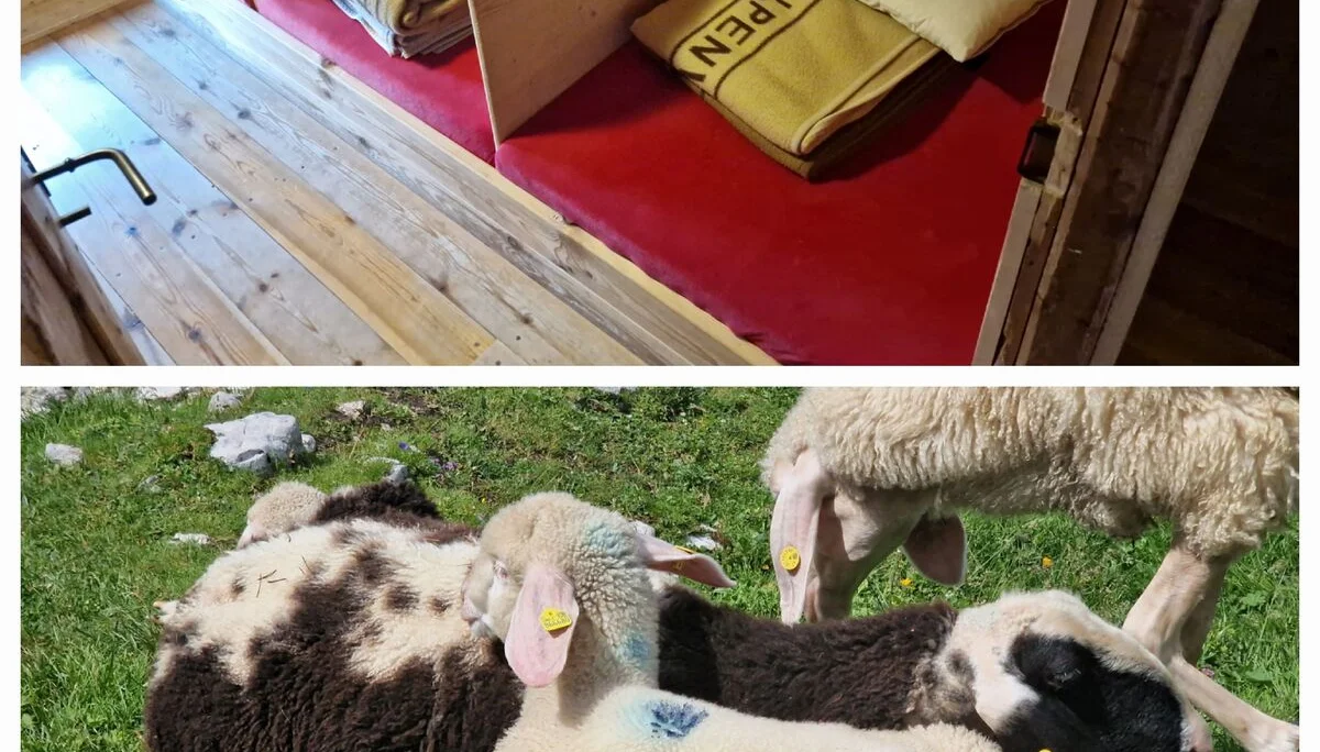 © Während wir in Boxen eingepfercht waren, durften die Schafe und Rinder ihren Freiraum auf der Alm genießen.