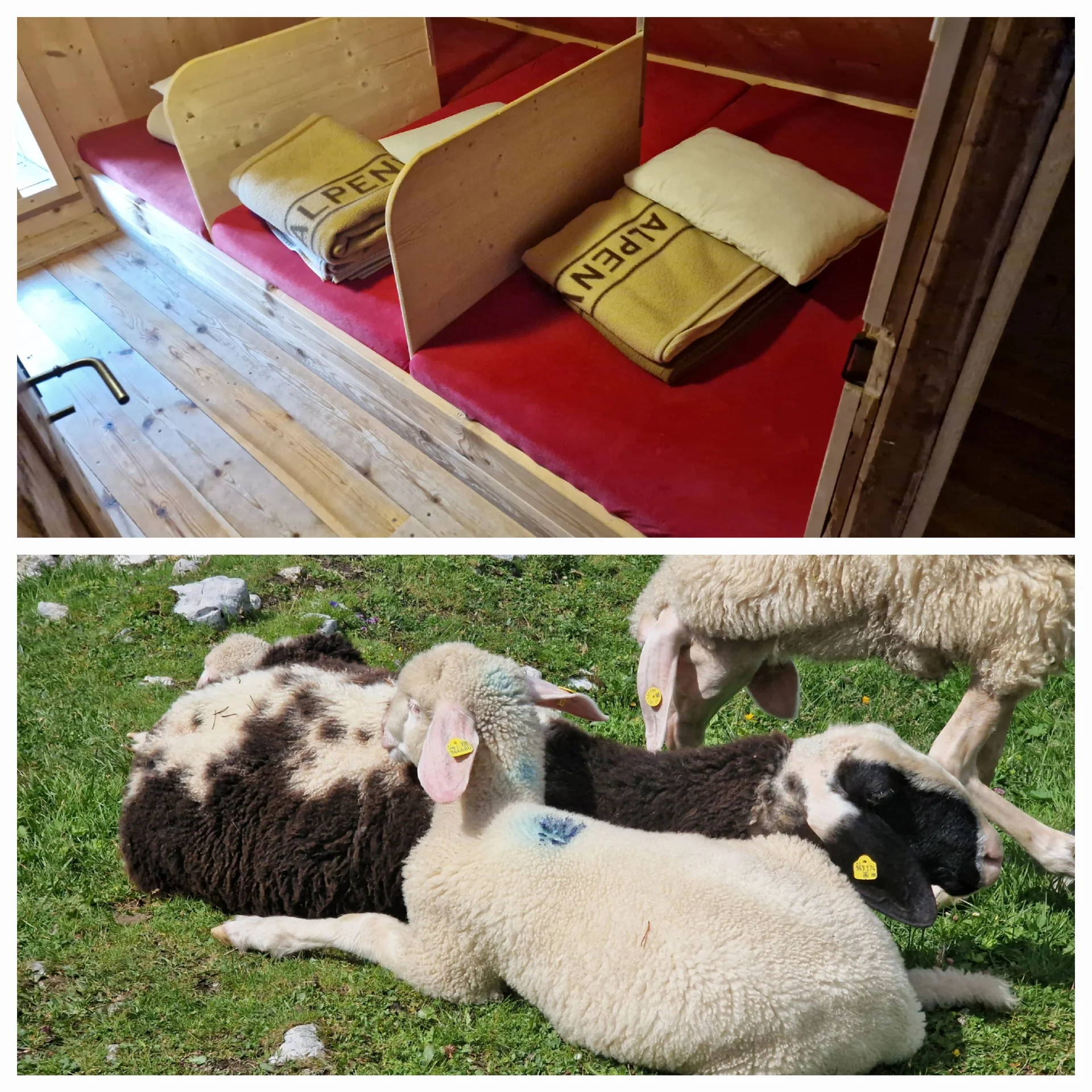 © Während wir in Boxen eingepfercht waren, durften die Schafe und Rinder ihren Freiraum auf der Alm genießen.