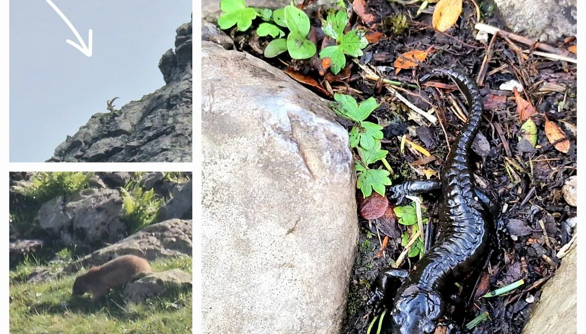 © „Fauna – der Steinbock beobachtete in Seeleruhe die vielen Wanderer“ - Martin Götz