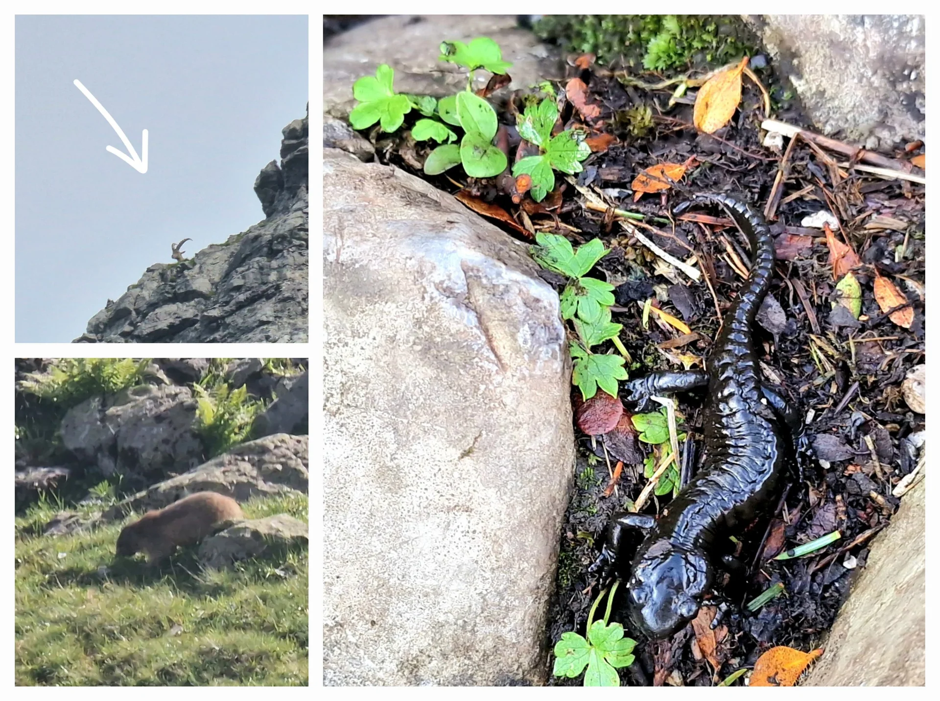 © „Fauna – der Steinbock beobachtete in Seeleruhe die vielen Wanderer“ - Martin Götz