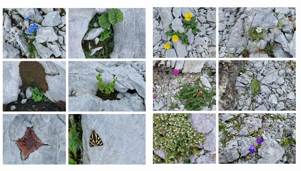 © „Flora – alles blüht noch im August“ - Martin Götz