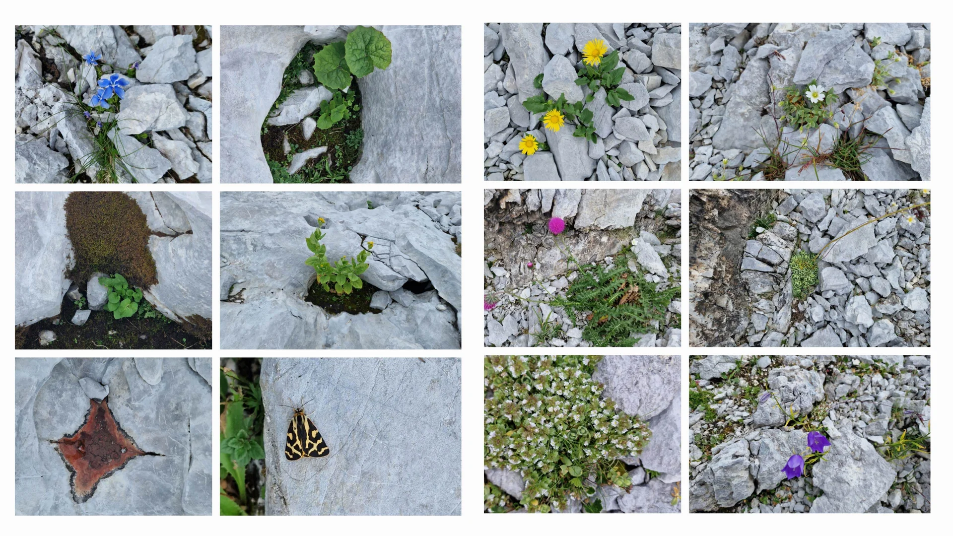 © „Flora – alles blüht noch im August“ - Martin Götz