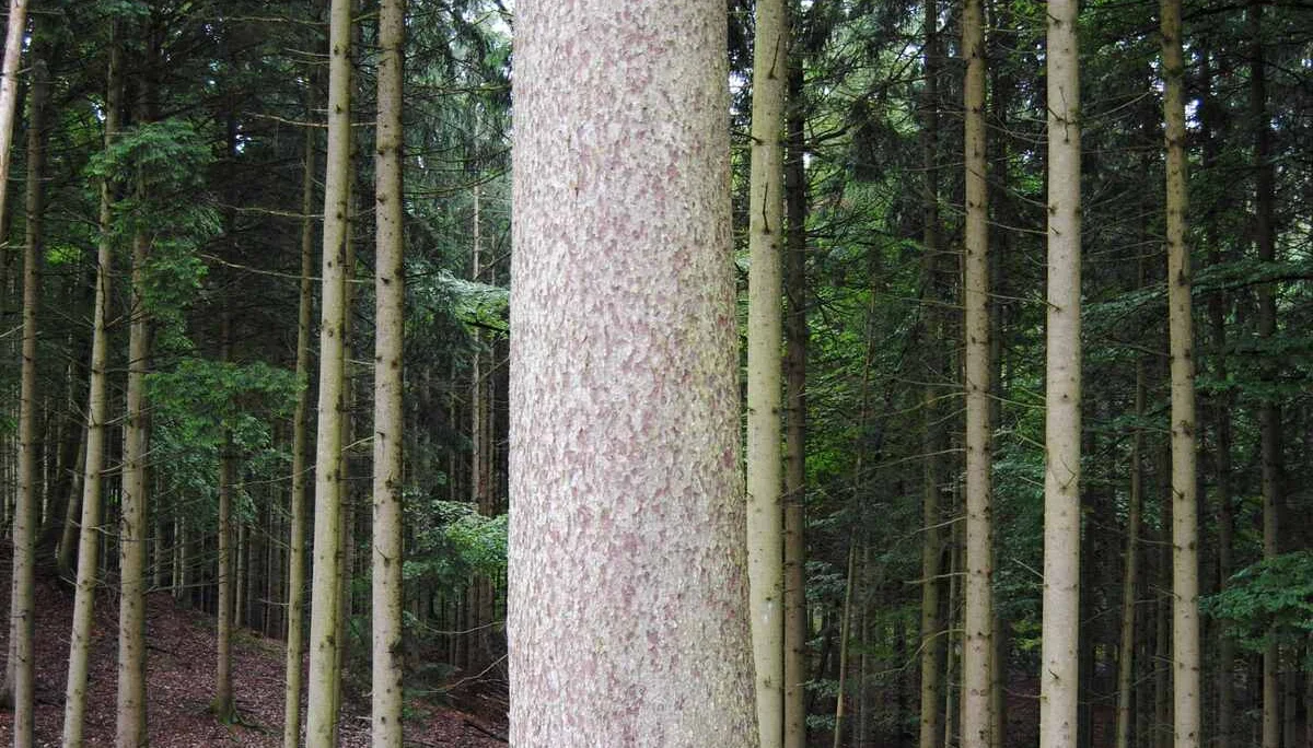 © (DAV Gangkofen) Vier Personen waren für Umarmung notwendig