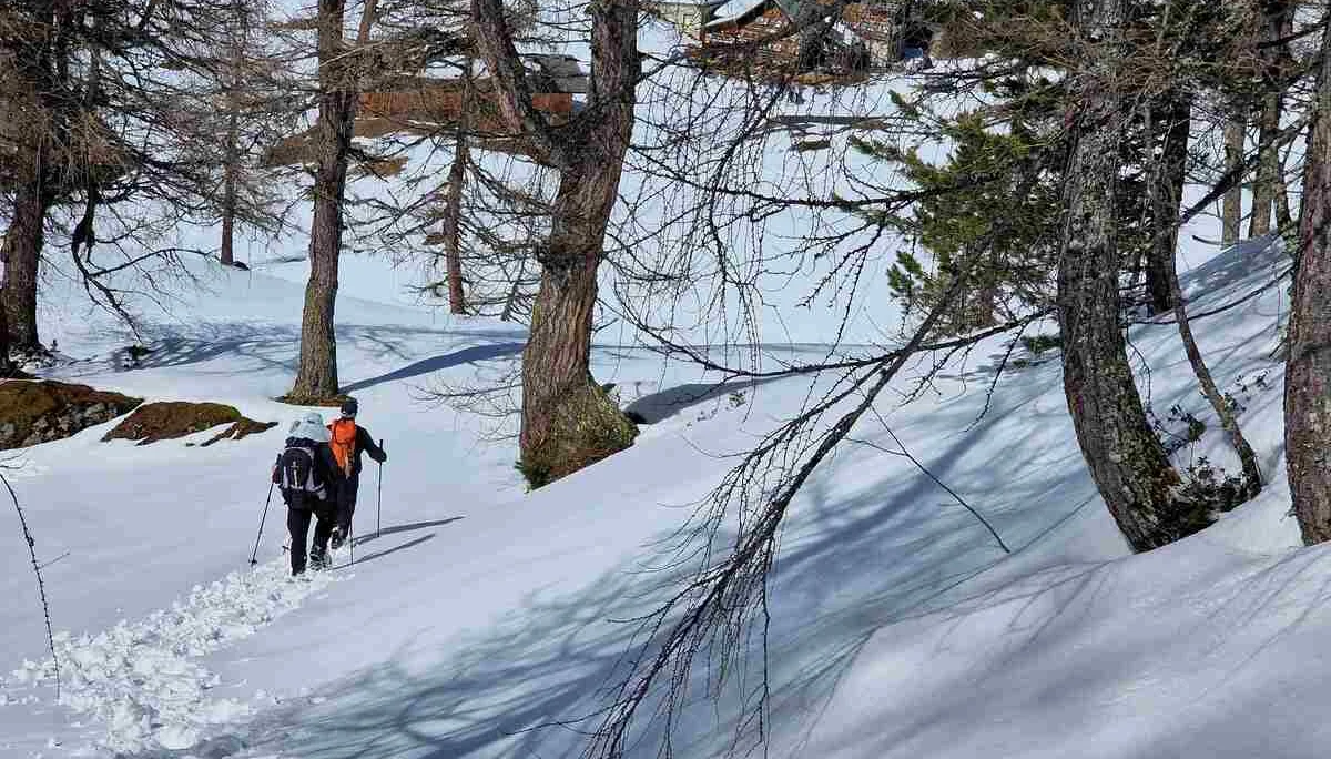 © (Martin Götz) Die letzten Meter durch lichten Wald mit Blick auf die Hütte