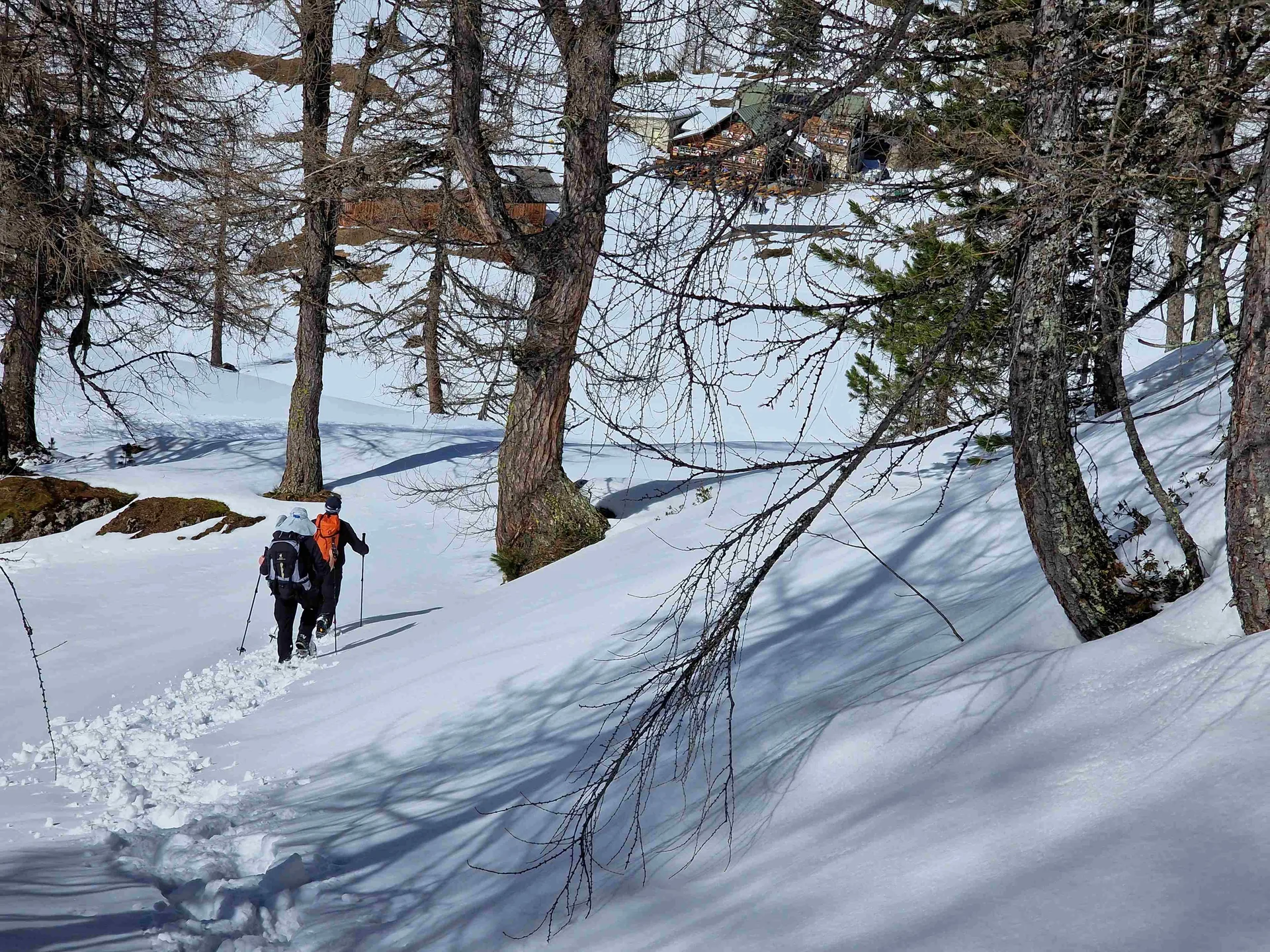 © (Martin Götz) Die letzten Meter durch lichten Wald mit Blick auf die Hütte