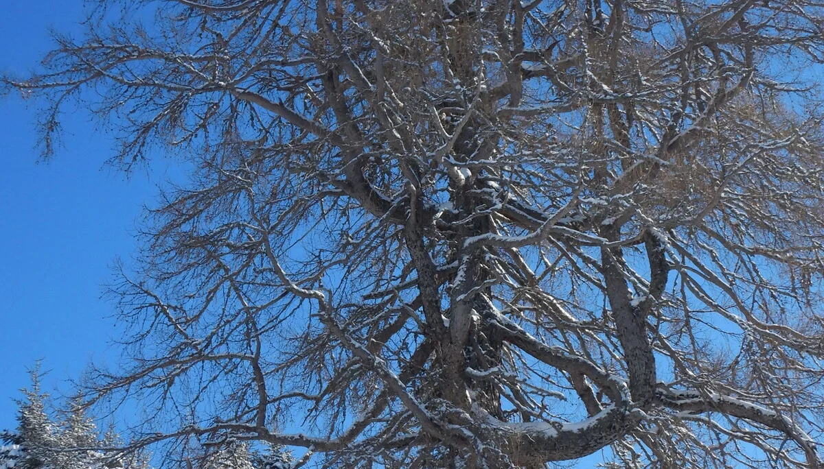 © Max Altmannshofer