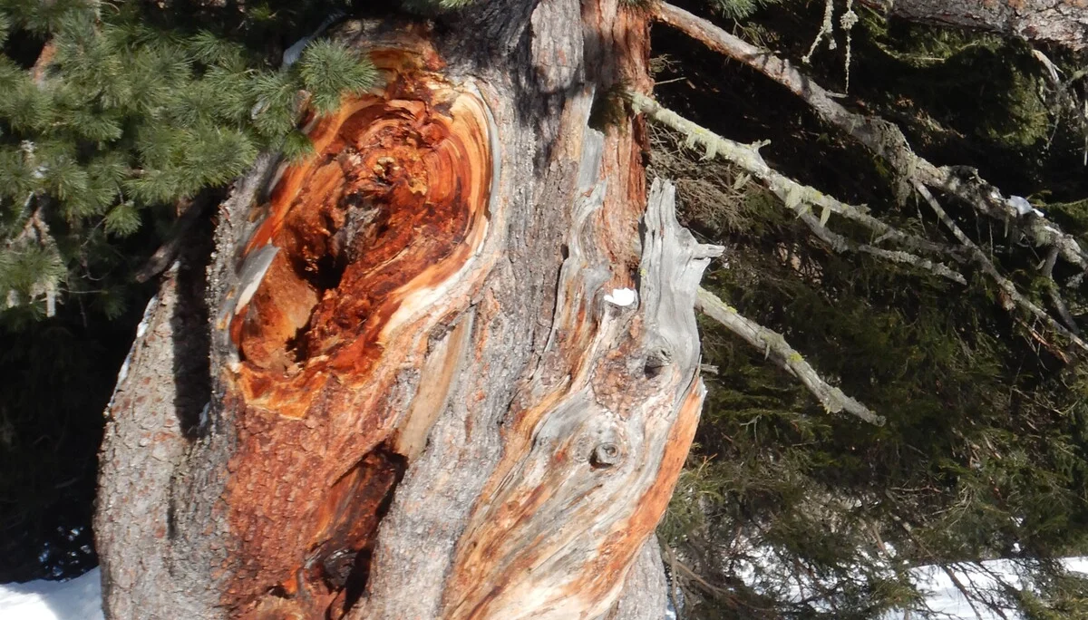 © Max Altmannshofer