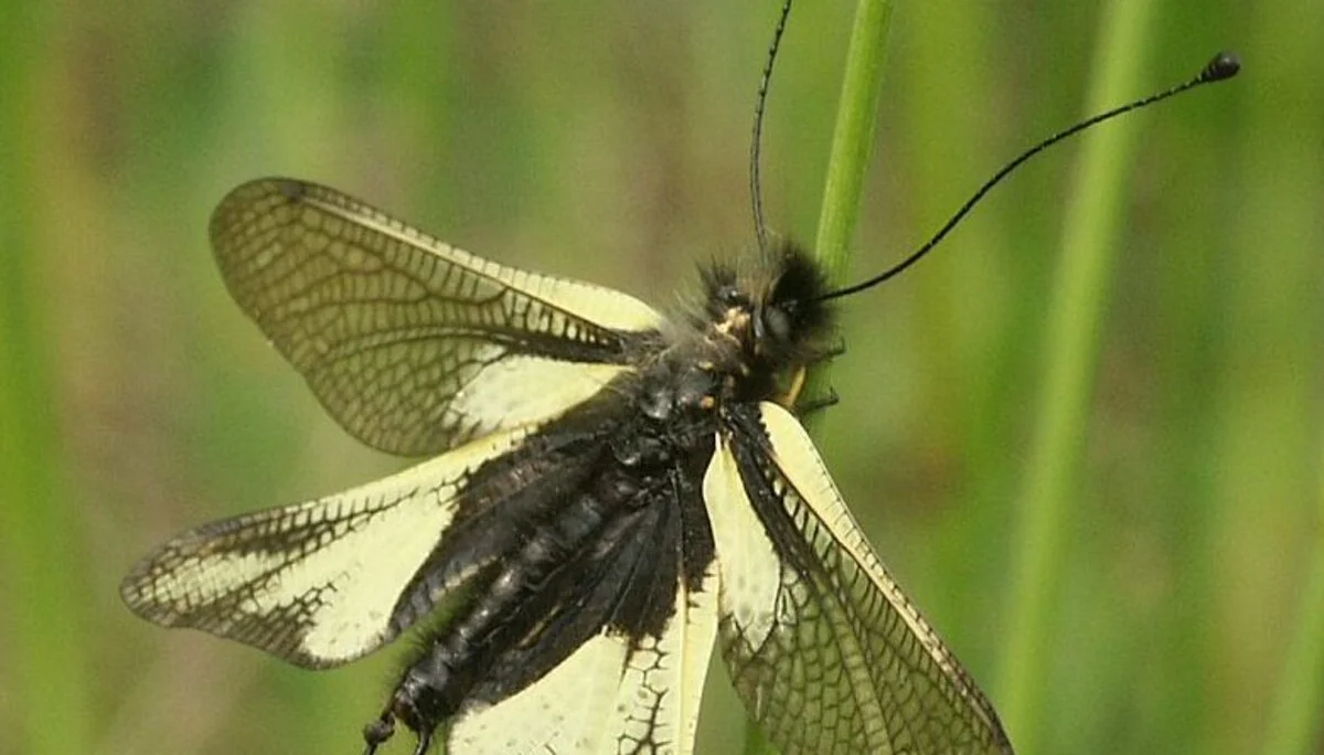 © (DAV Gangkofen) Äußerst seltenes Insekt: Libellenschmetterlingshaft entdeckt