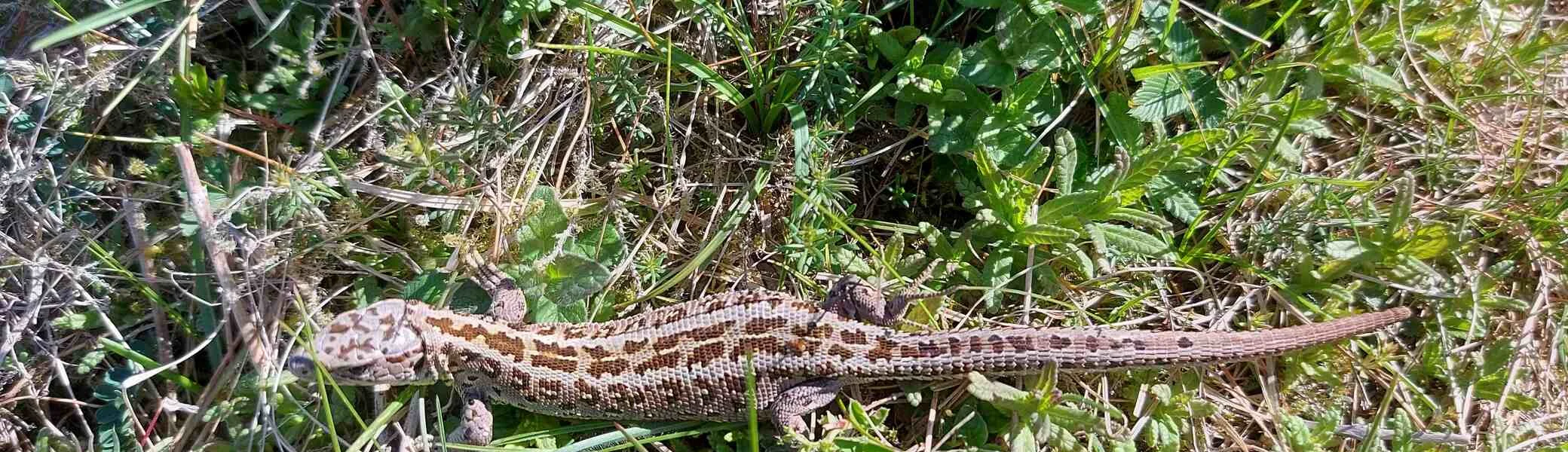 © (DAV Gangkofen) Eidechse