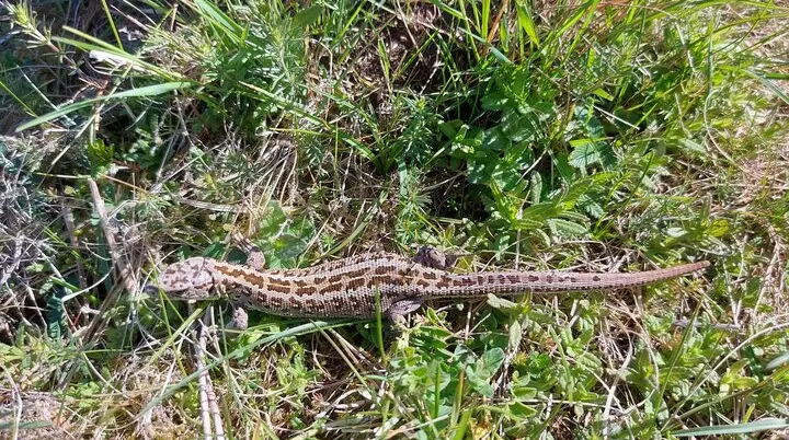 © (DAV Gangkofen) Eidechse