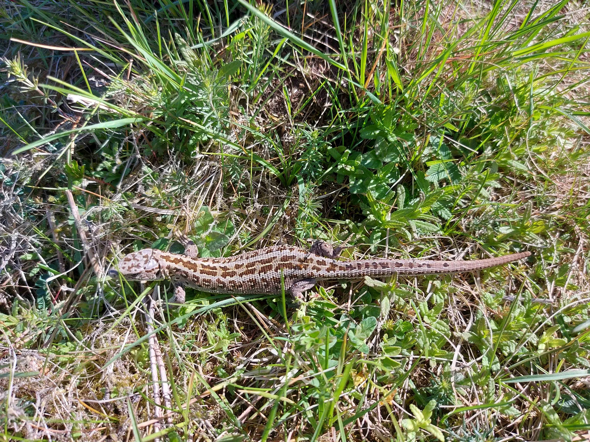 © (DAV Gangkofen) Eidechse