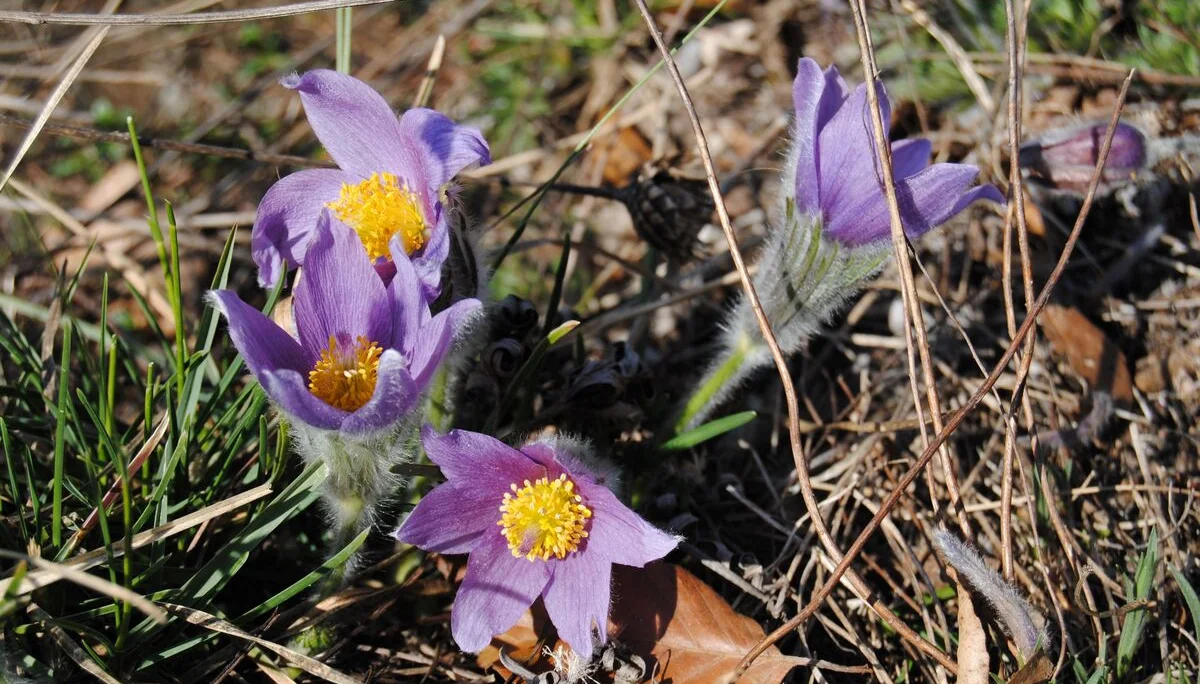 © (DAV Gangkofen) Küchenschelle