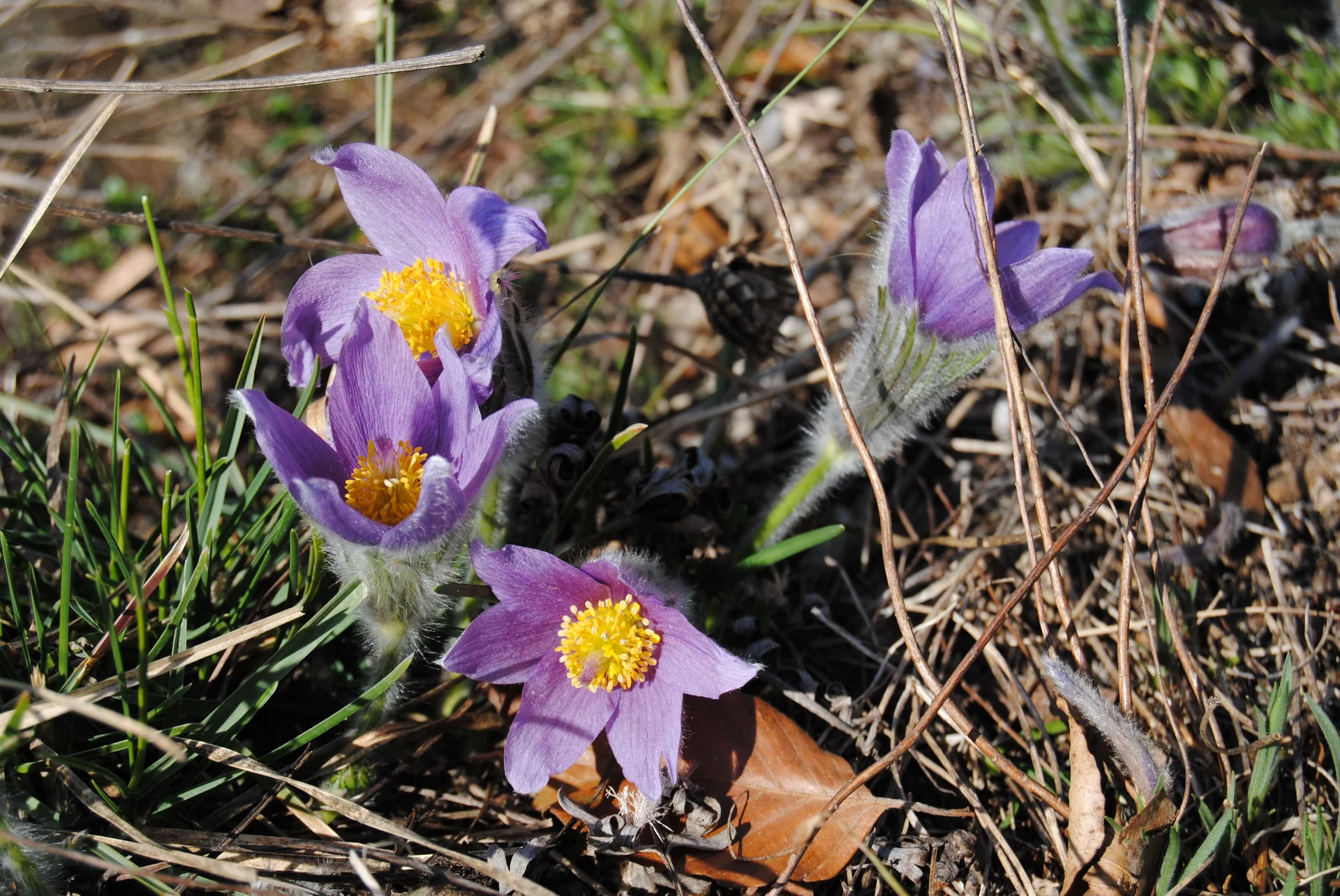 © (DAV Gangkofen) Küchenschelle