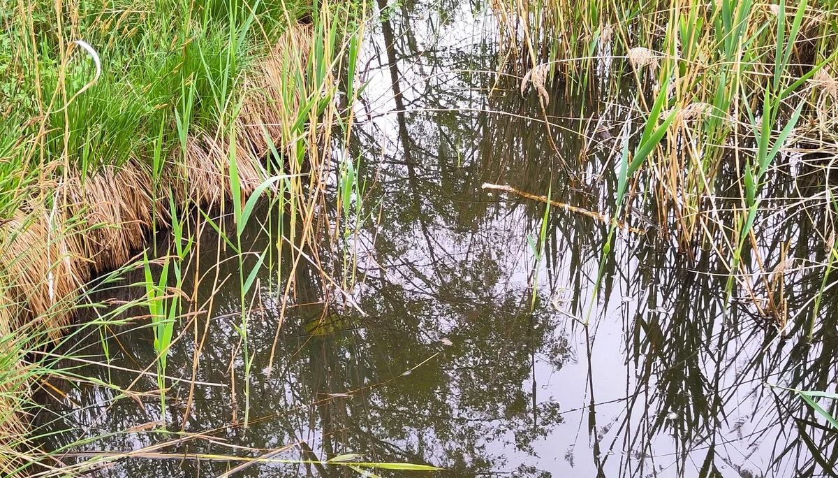 © (Anastasia Landendinger)