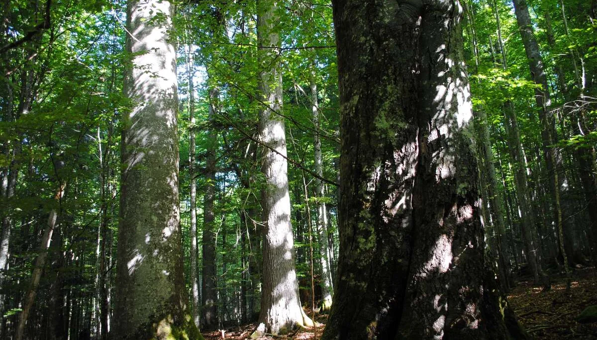 © (DAV Gangkofen) Mächtige Urwaldriesen