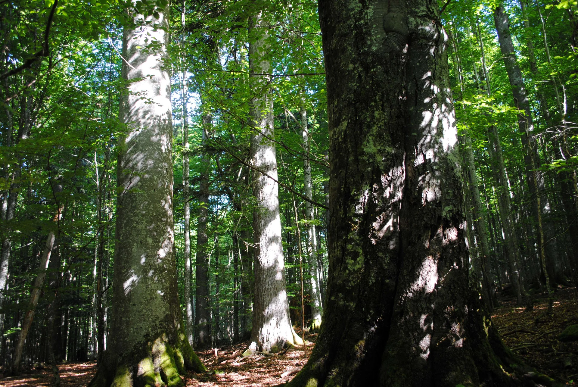 © (DAV Gangkofen) Mächtige Urwaldriesen