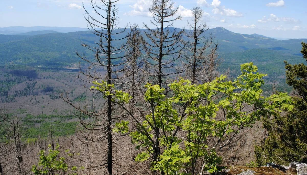 © (DAV Gangkofen) Käferschäden bis hinüber an den Fuß des Arber