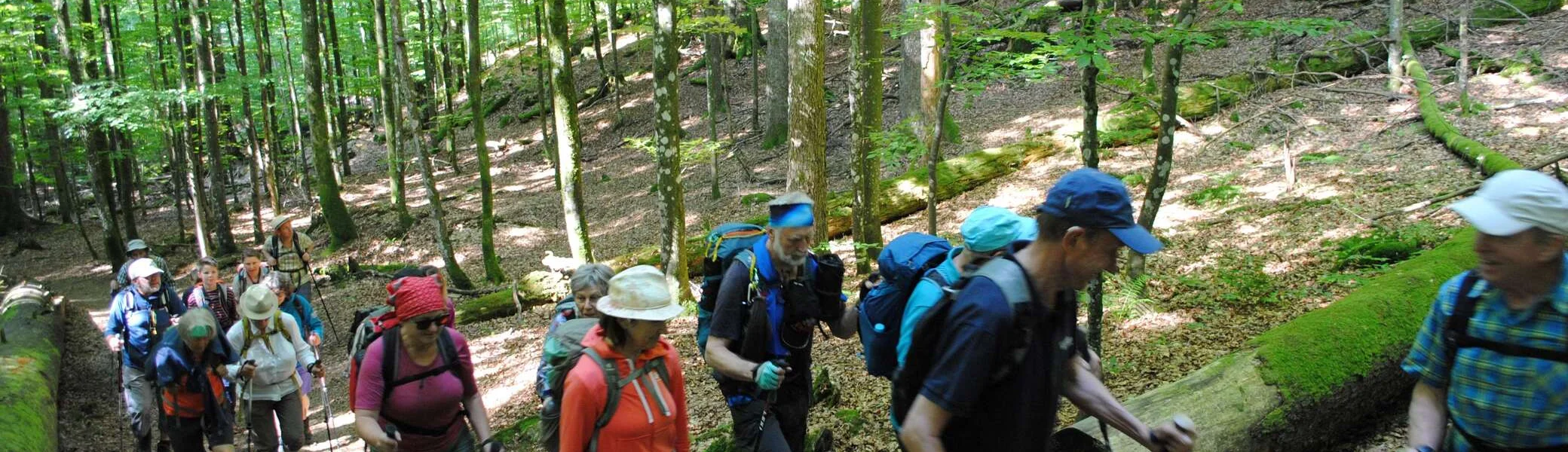 © (DAV Gangkofen) Wandergruppe im Urwald