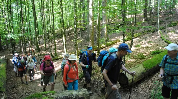 © (DAV Gangkofen) Wandergruppe im Urwald