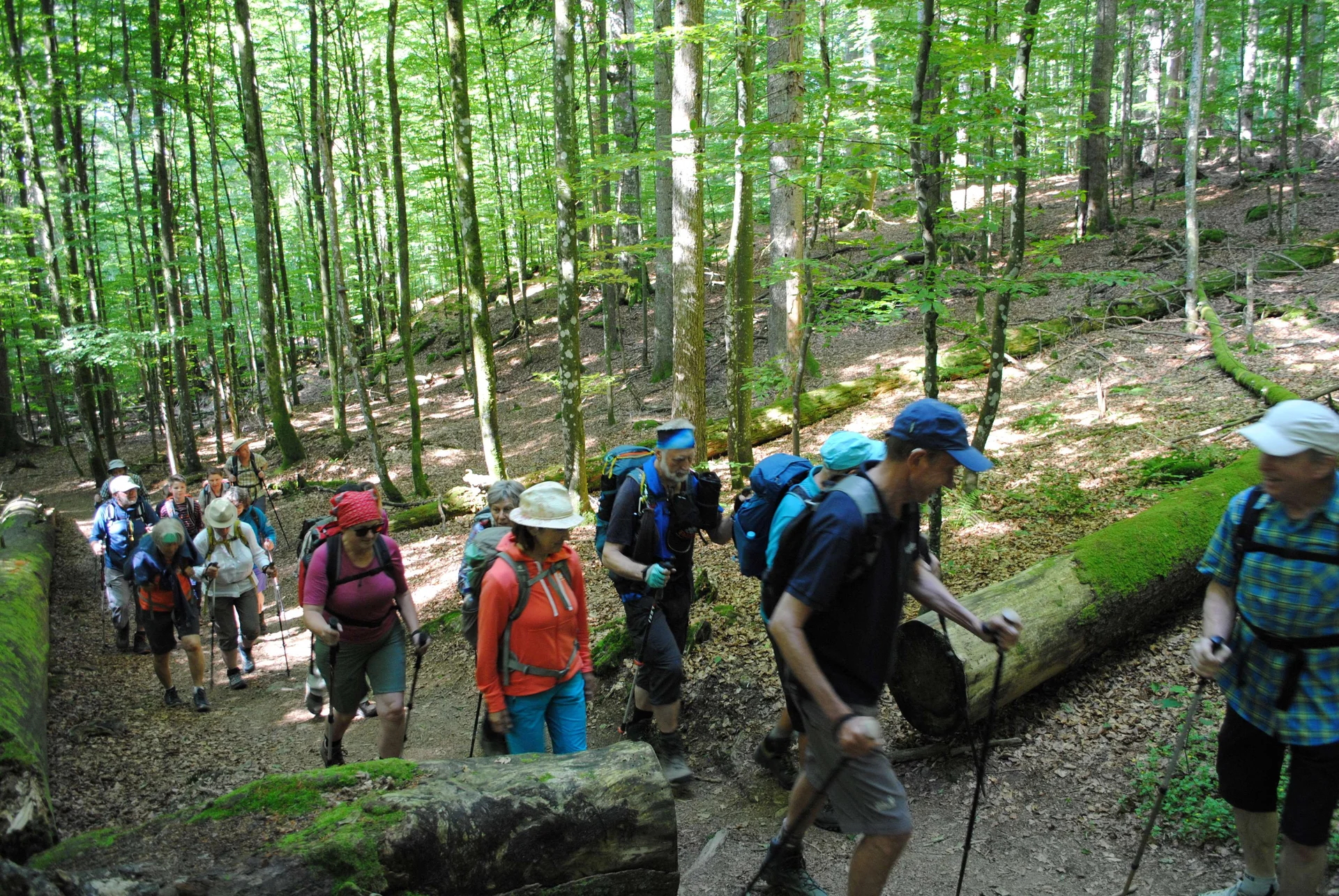 © (DAV Gangkofen) Wandergruppe im Urwald