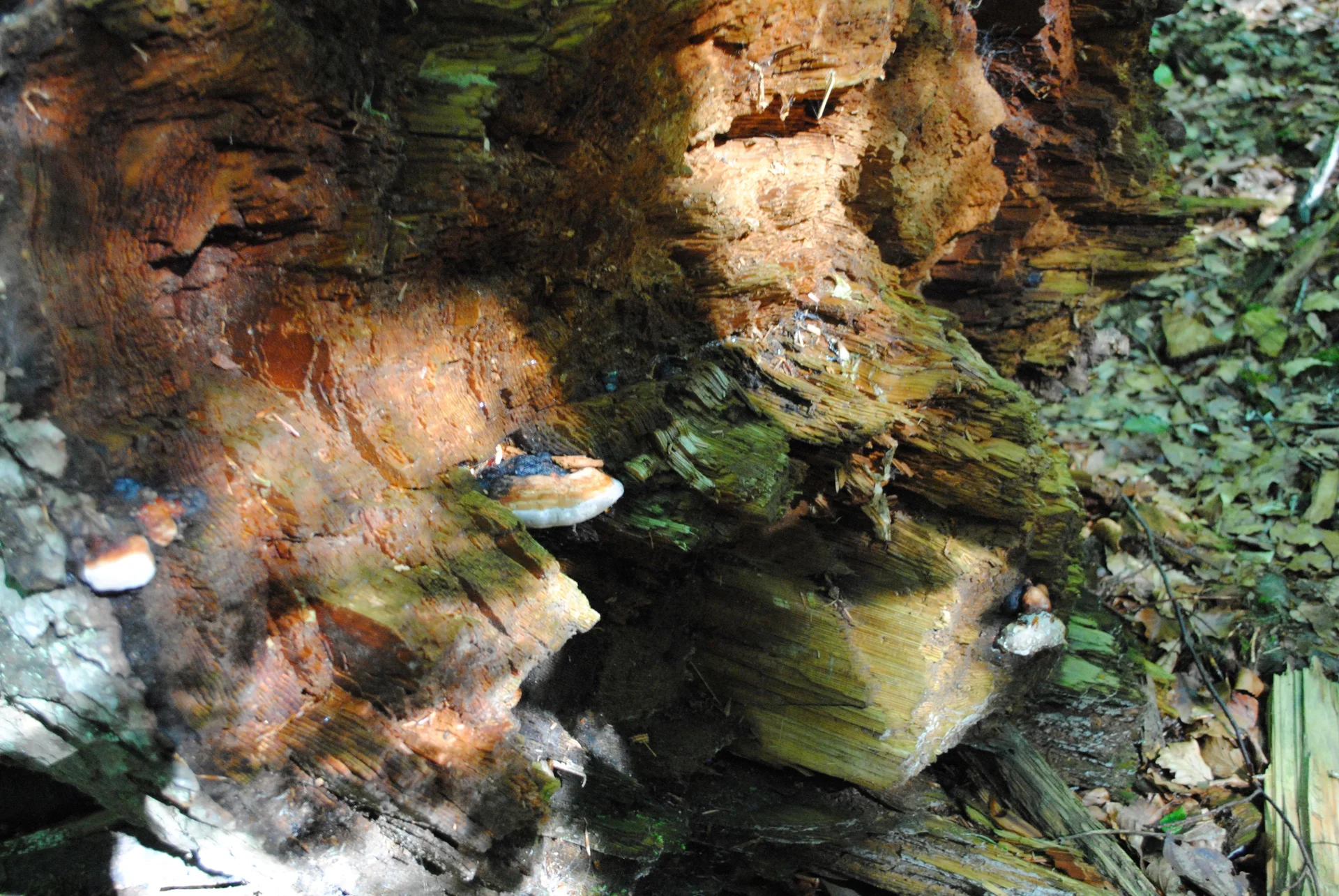 © (DAV Gangkofen) Totholz in Zerfallsphase