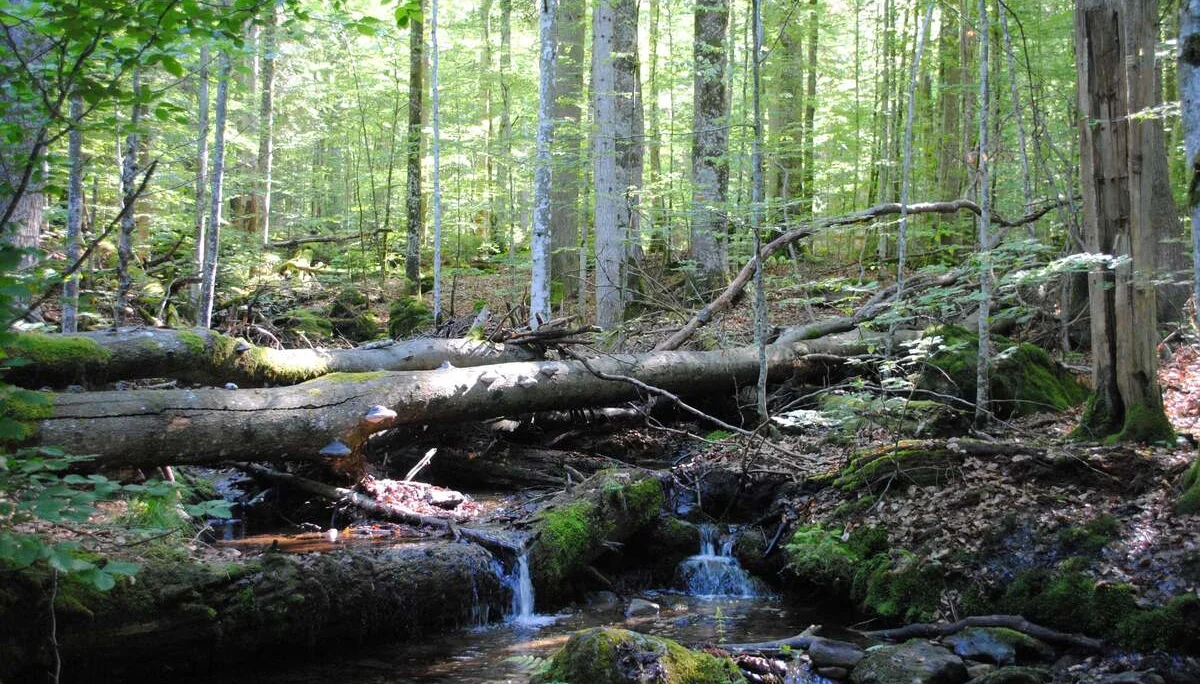 © (DAV Gangkofen) Im Urwald am Fuße des Falkenstein