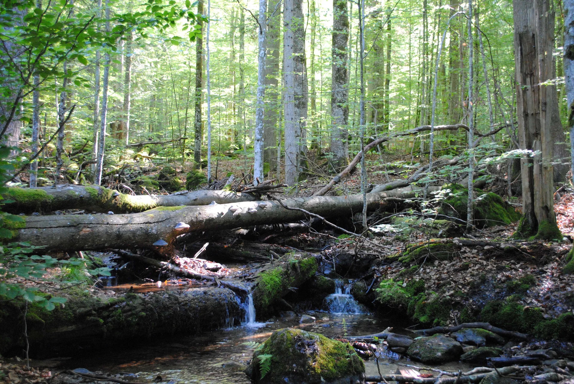 © (DAV Gangkofen) Im Urwald am Fuße des Falkenstein