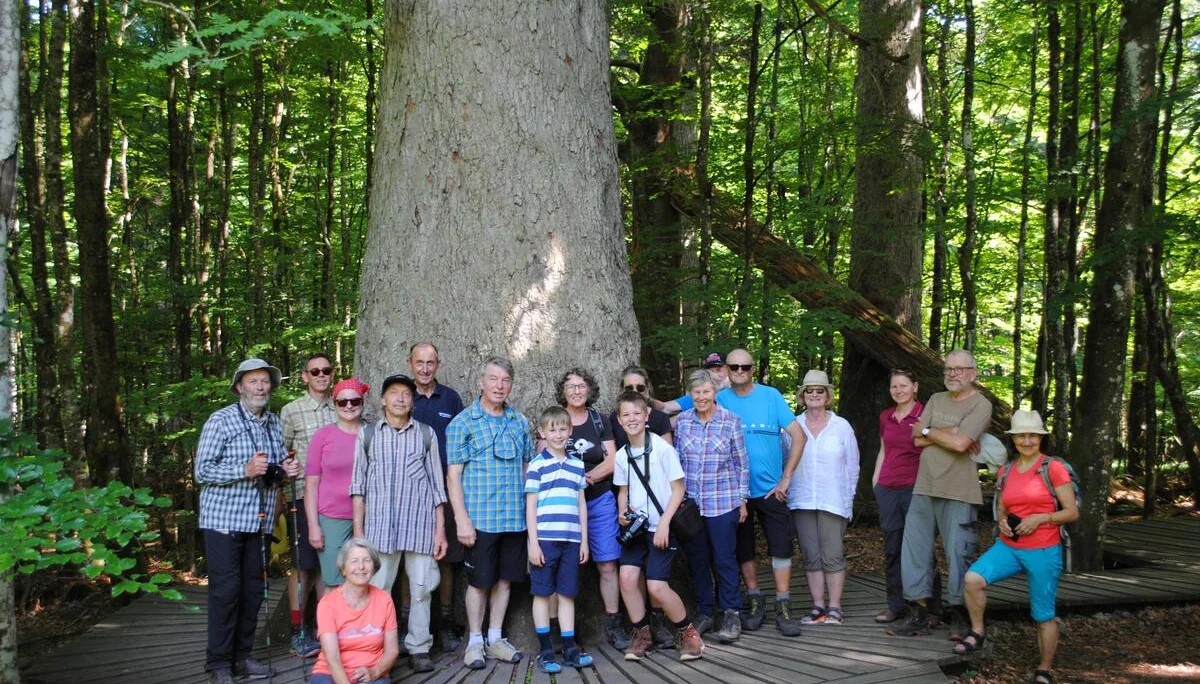 © (DAV Gangkofen) Baumriese im Watzlikhain