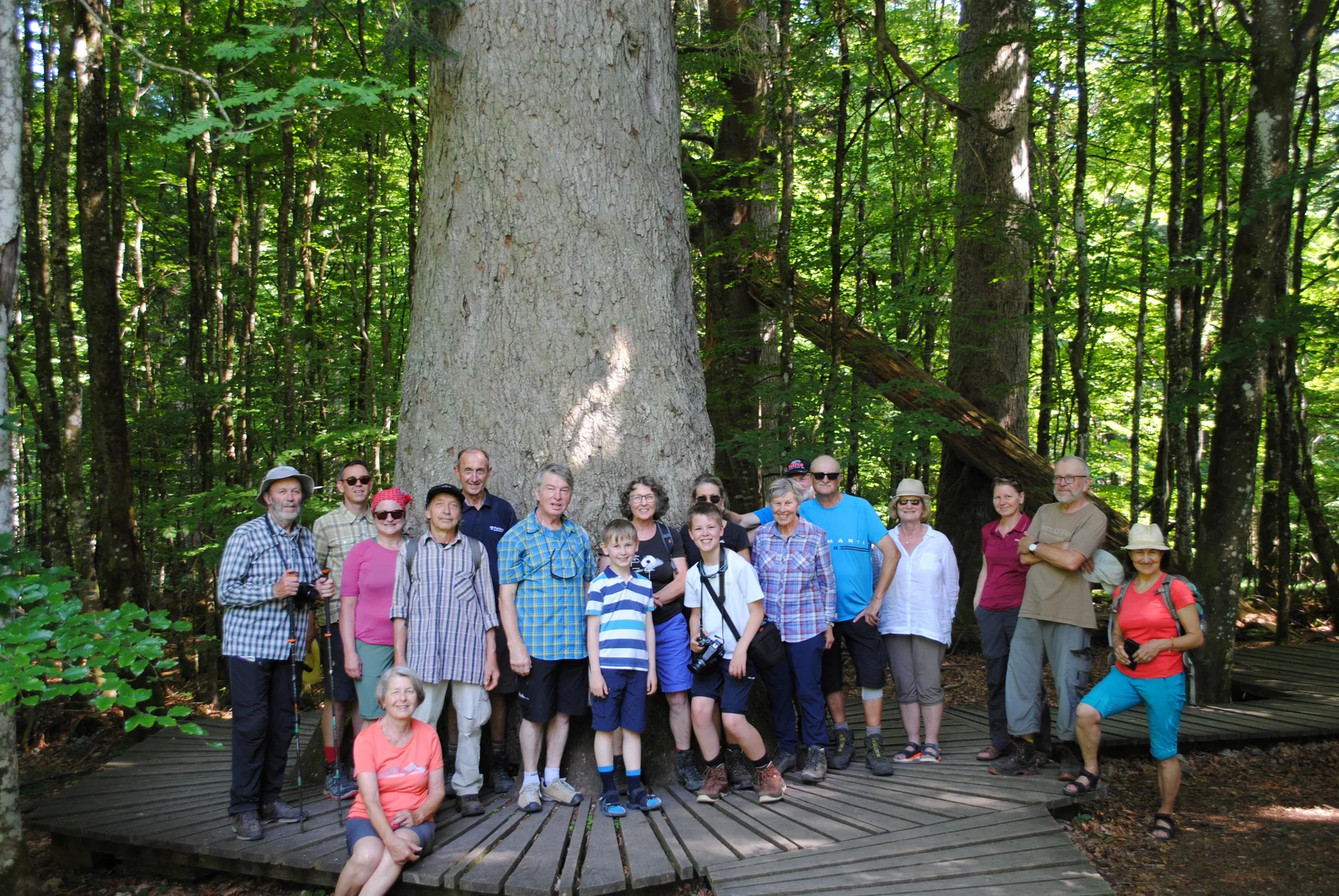 © (DAV Gangkofen) Baumriese im Watzlikhain