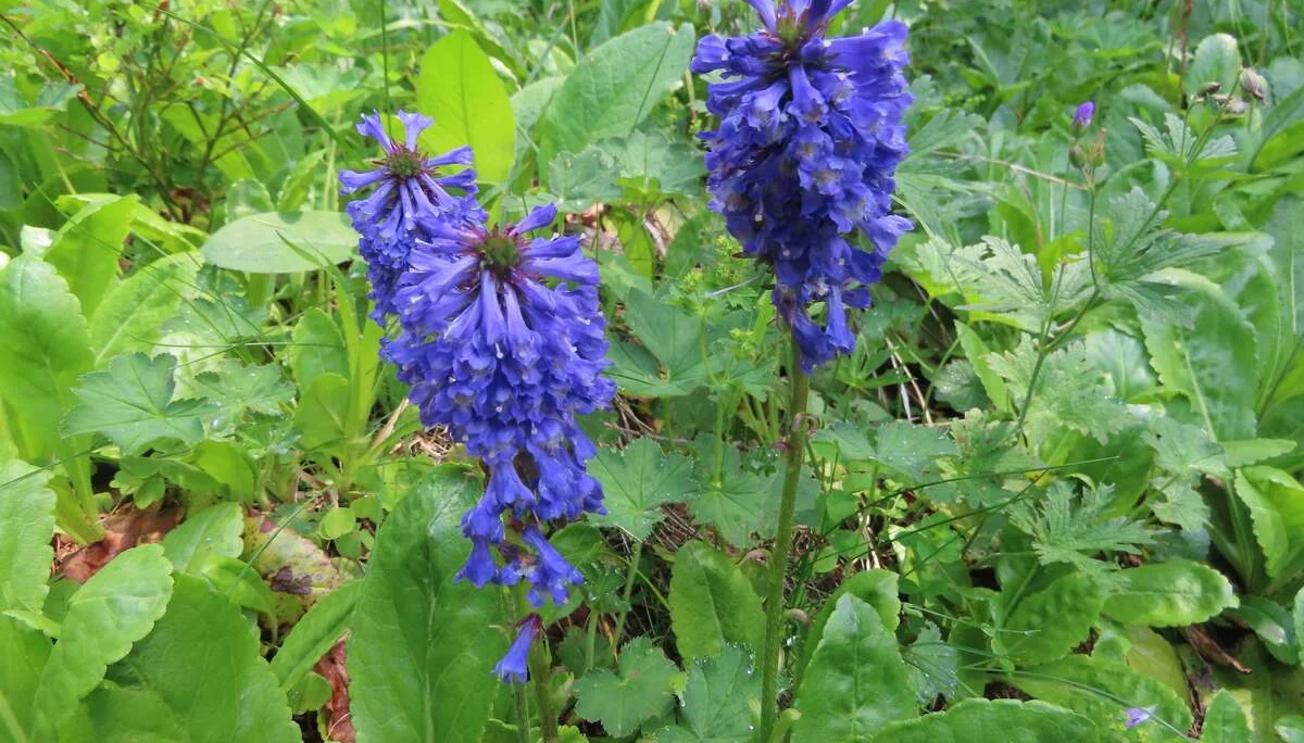 © (DAV Gangkofen)  Wulfenia