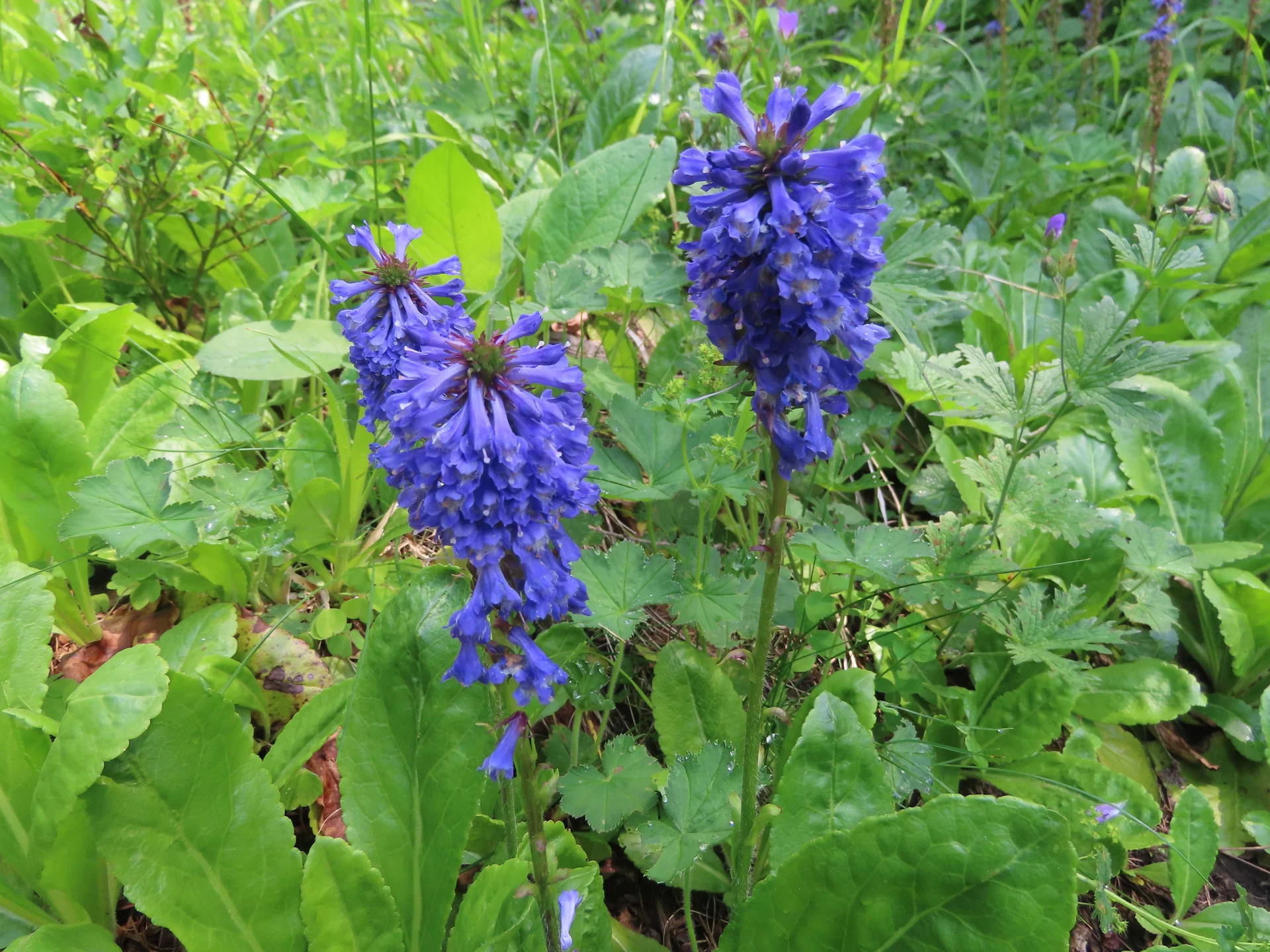 © (DAV Gangkofen)  Wulfenia